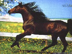 horse.bmp